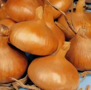 севок Штуттгартер Ризен 10/21 ~1кг