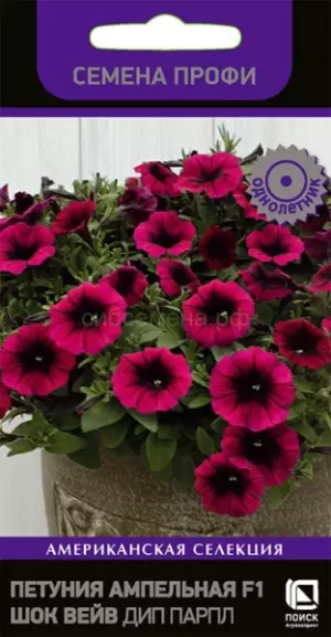 Петуния Шок Вейв Дип Парпл F1 ампельная (П)
