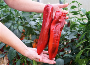 Перец сладкий Дамира (Рамиро)