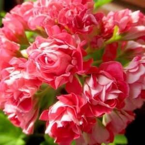 ГОРШОК 0,5л Пеларгония Селеста Джулия